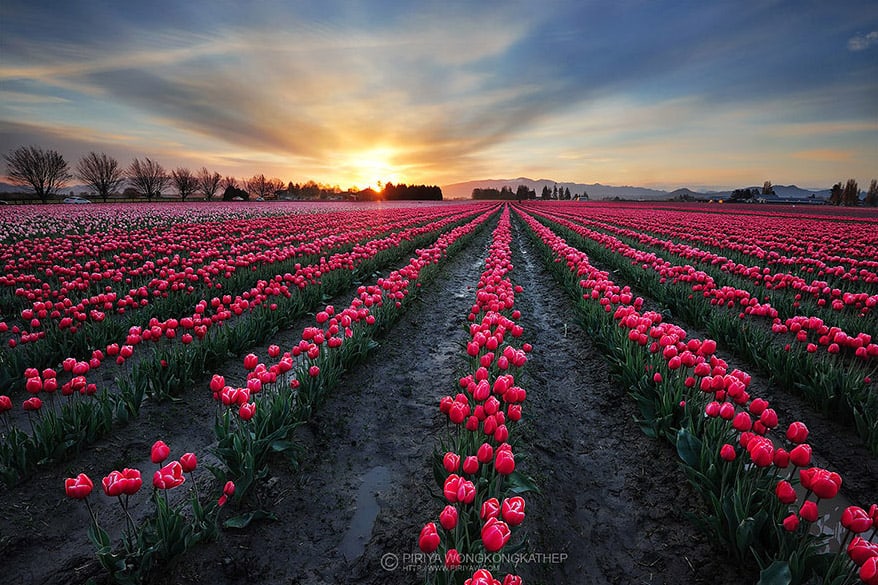 15 Campos De Flores Ao Redor Do Mundo Um Viajante