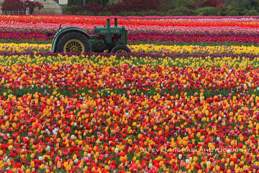 15 Campos De Flores Ao Redor Do Mundo Um Viajante