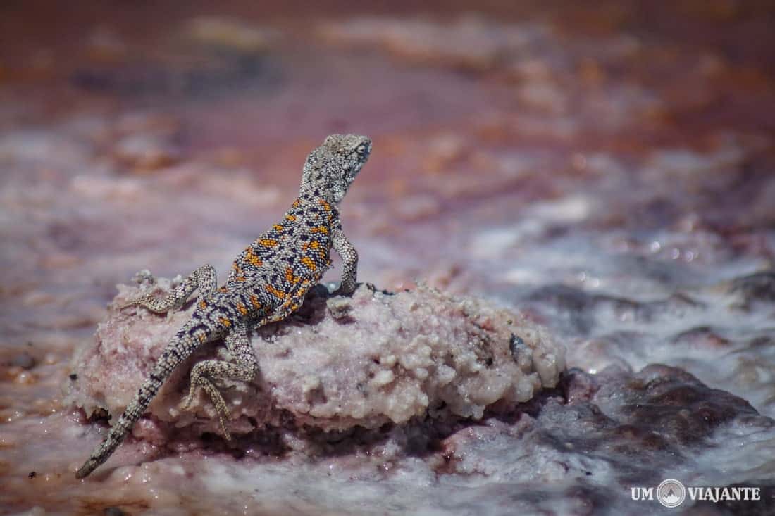 Lagarto - Salar do Atacama