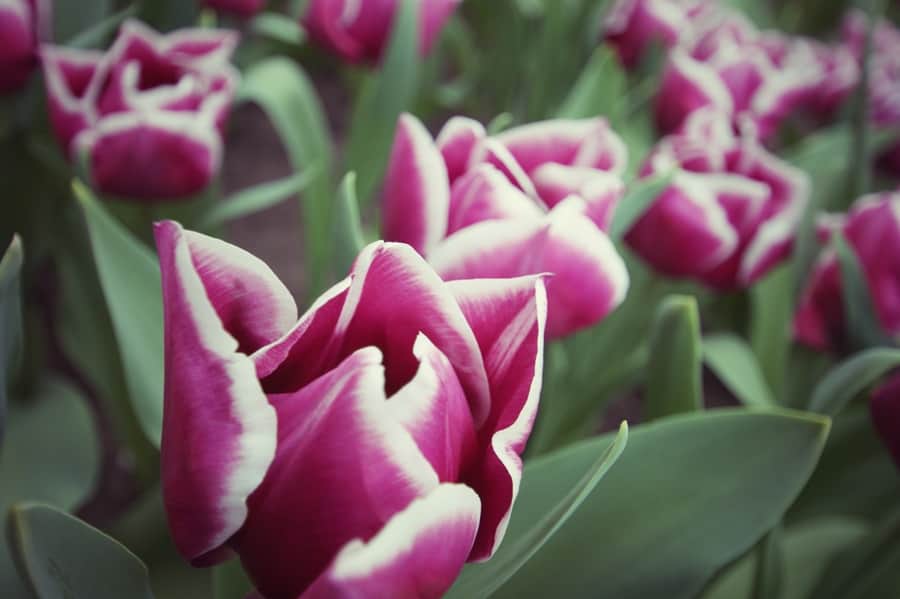 Keukenhof, o parque das tulipas