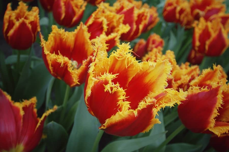 Keukenhof, o parque das tulipas