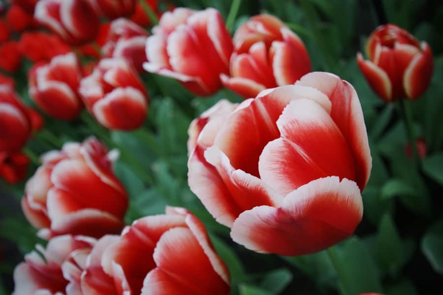 Keukenhof, o parque das tulipas