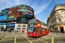 Barata tonta em Londres