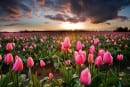 15 campos de flores ao redor do mundo