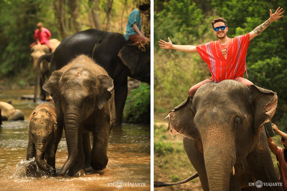 Passeio com elefantes na Tailândia, Chiang Mai