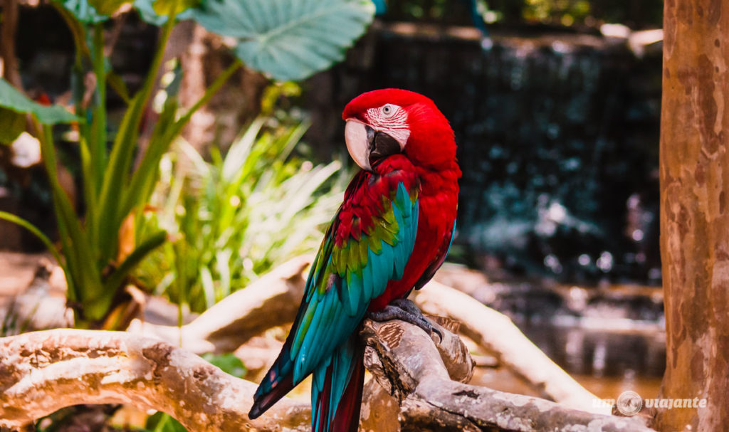 Parque das Aves - Roteiro Foz do Iguaçu