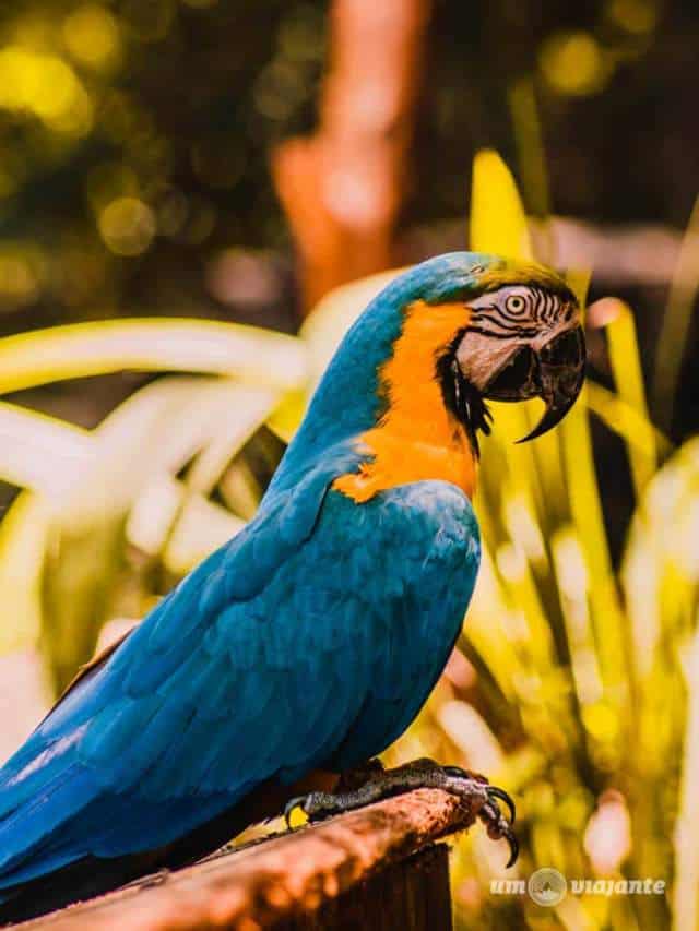cropped-parque-das-aves-foz-do-iguacu-21-1.jpg