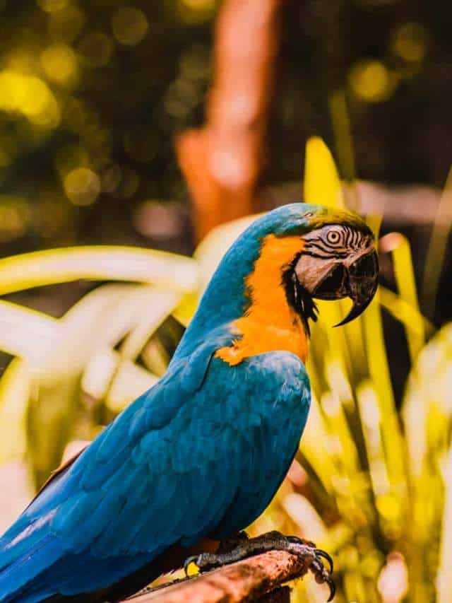 cropped-parque-das-aves-foz-do-iguacu-21.jpg