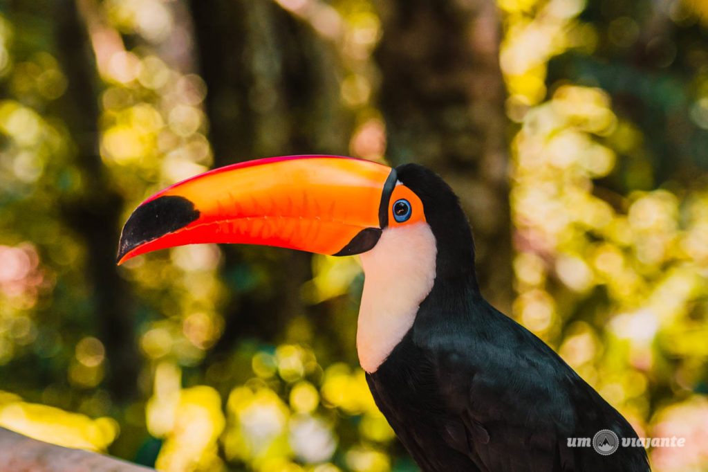 Tucano - Parque das Aves - Foz do Iguaçu