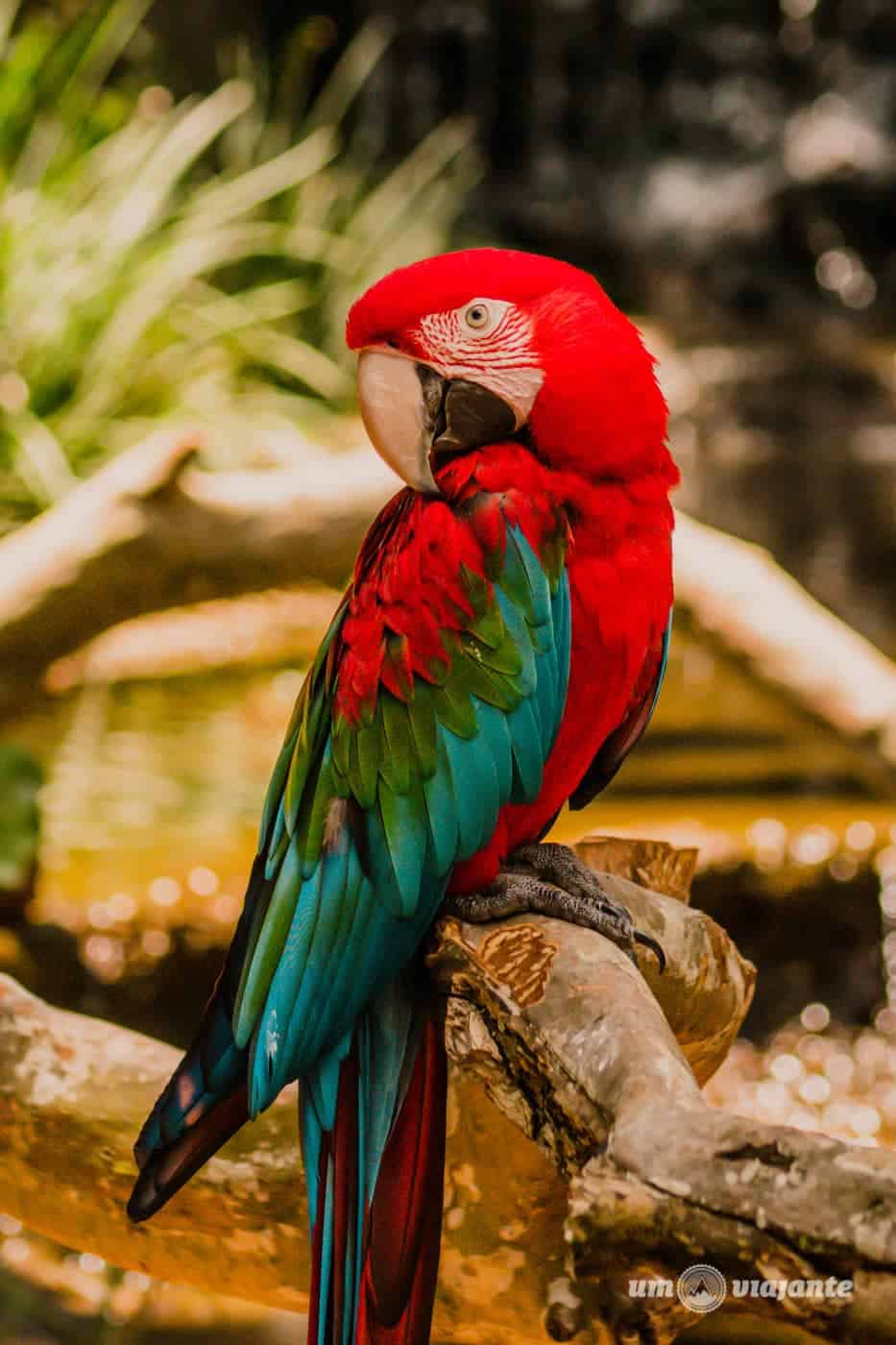 Parque das Aves, em Foz do Iguaçu: como é a visita