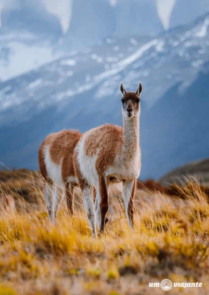 Cascata Paine, Torres del Paine - Trekking W