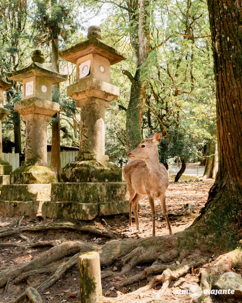 Nara Japão: Roteiro Viagem e dicas