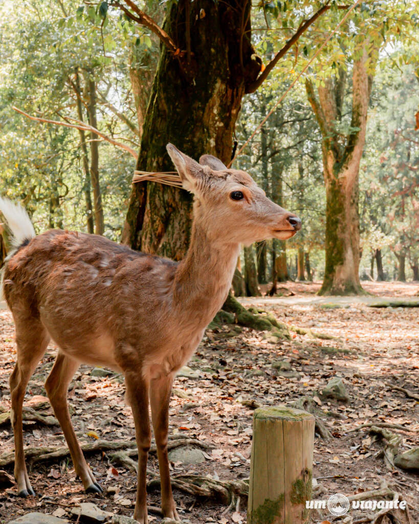 Nara Japão: Roteiro Viagem e dicas