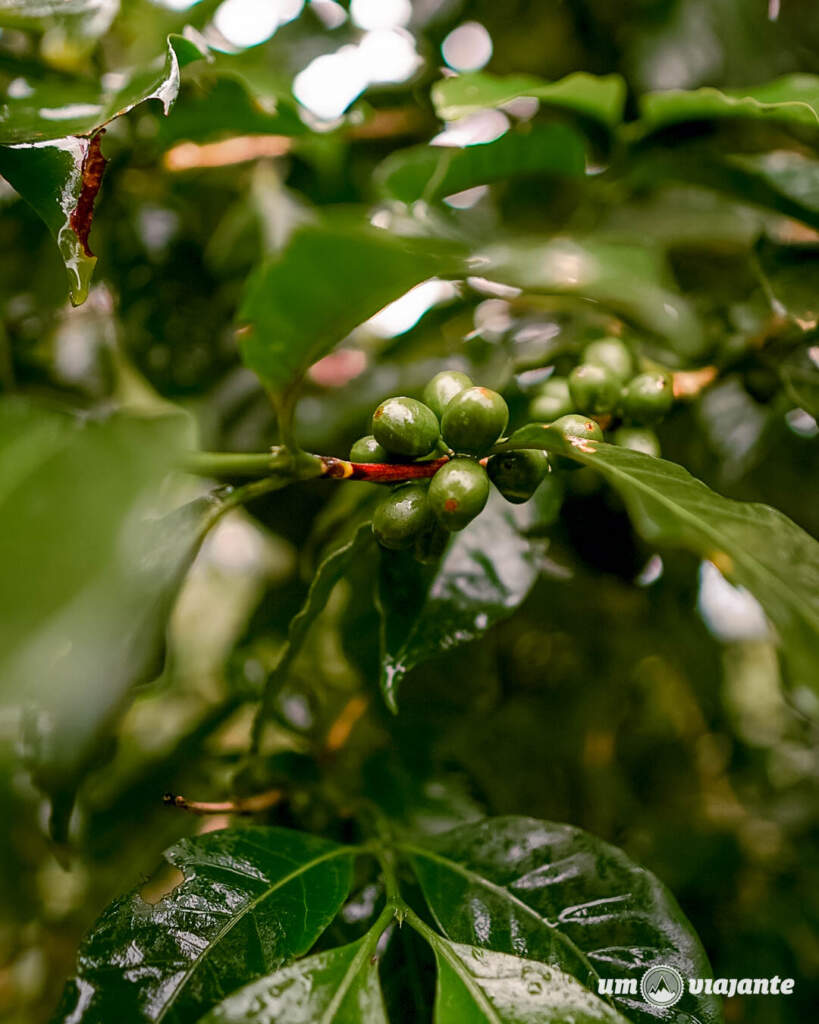 Chumeca Coffee: Fazenda de Cafés Especiais em Copey