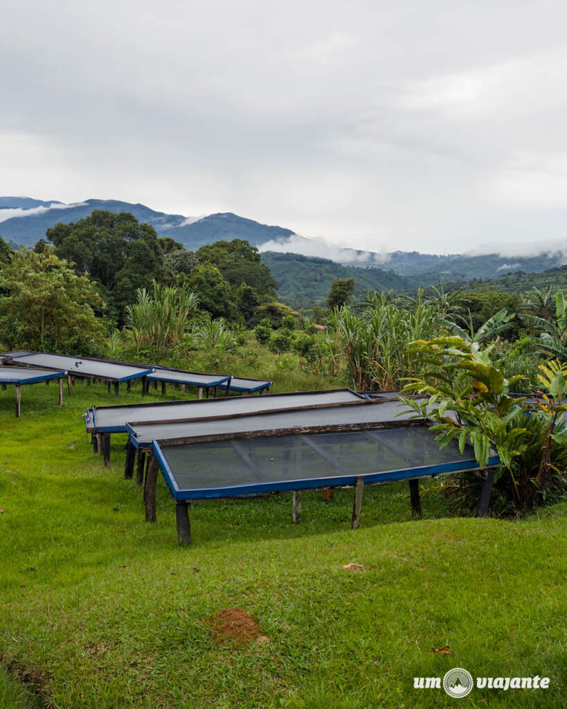 Chumeca Coffee: Fazenda de Cafés Especiais em Copey