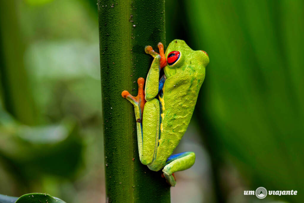 Parque Nacional Tortuguero - Costa Rica