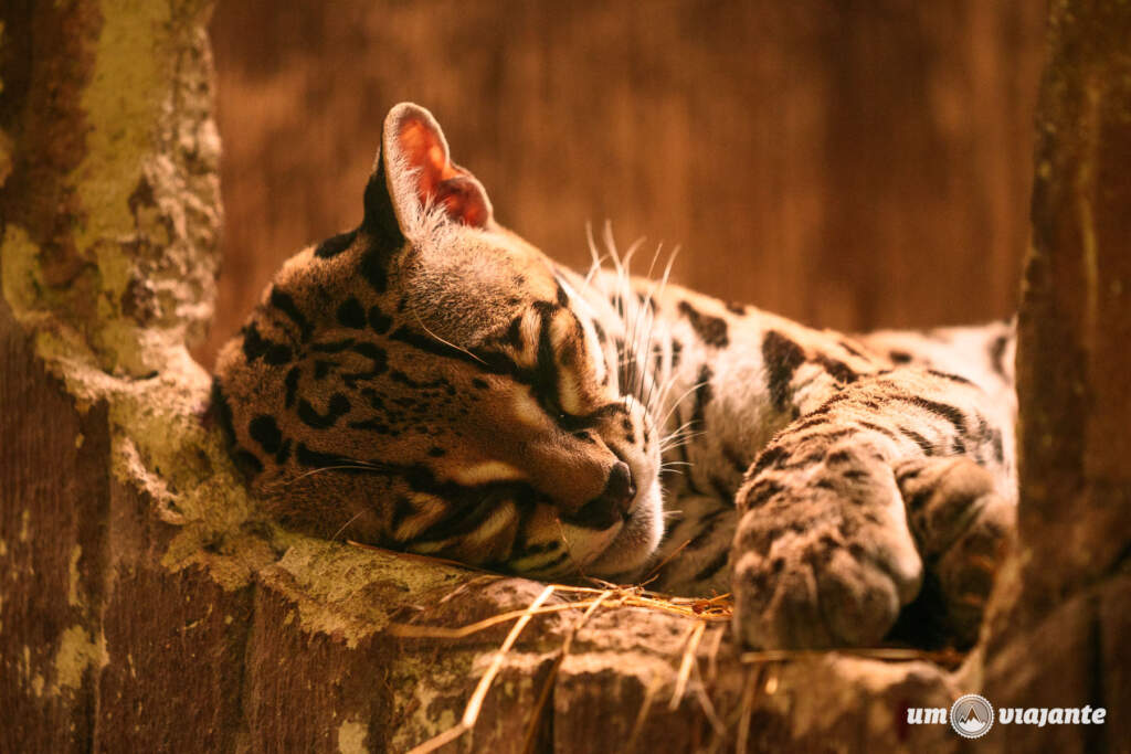 Jaguar Rescue Center (Puerto Viejo)