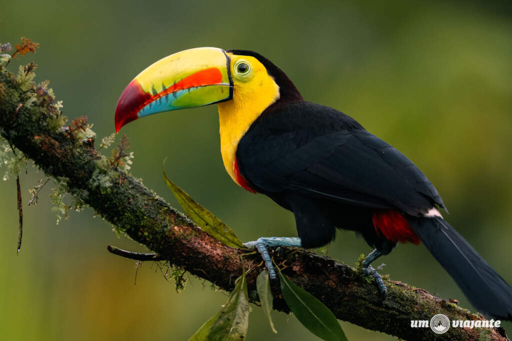 Nosso roteiro de 14 dias na Costa Rica: Primeira Viagem