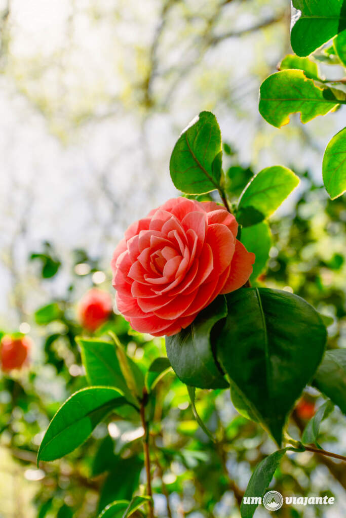  Parque Yoyogi, Roteiro Tóquio