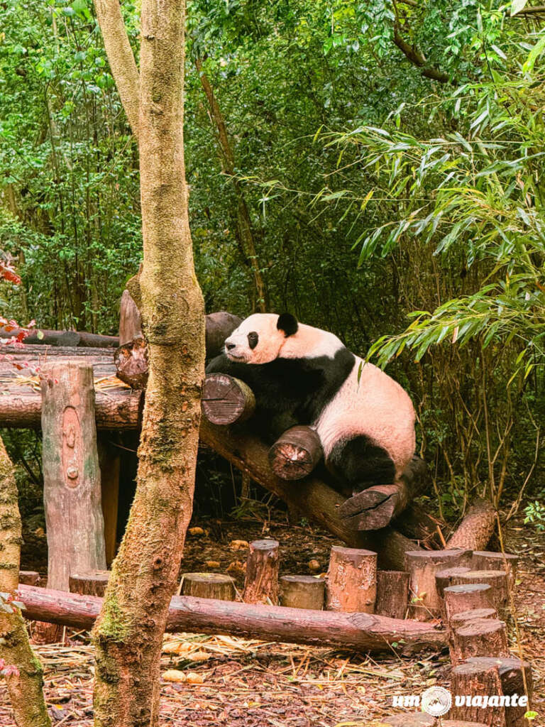 Chengdu Research Base of Giant Panda Breeding