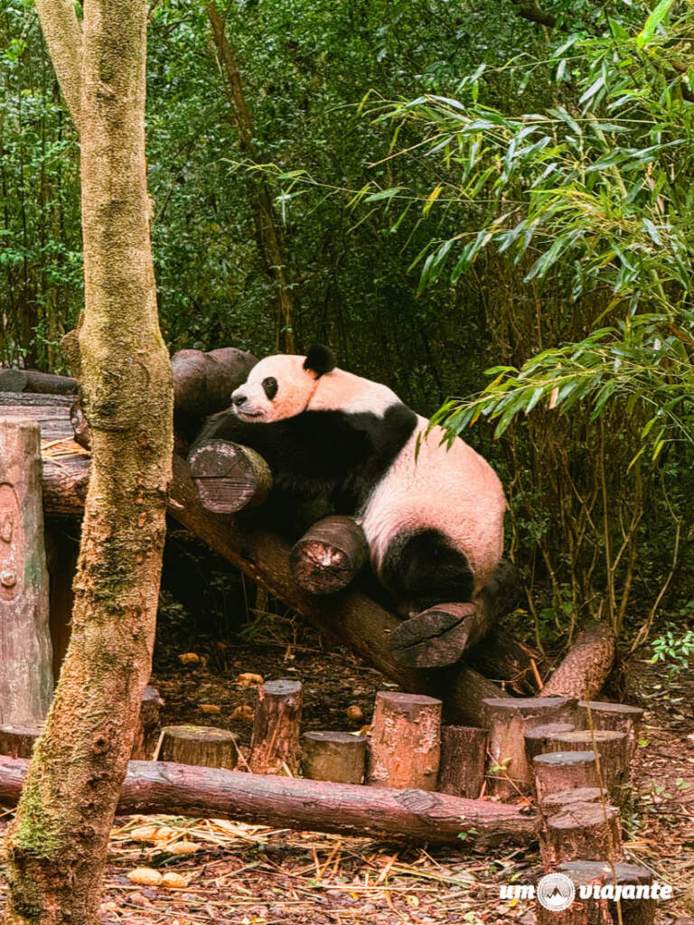 Chengdu, a terra dos pandas gigantes - Roteiro de Viagem China