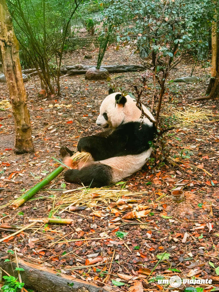 Chengdu Research Base of Giant Panda Breeding