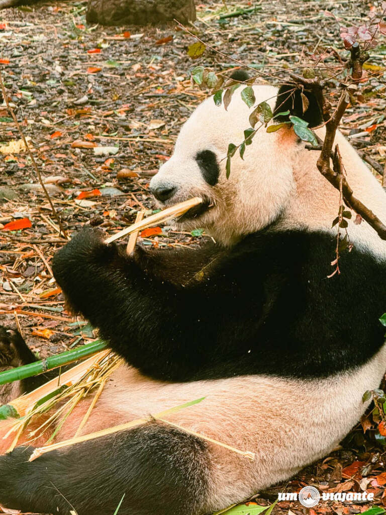 Chengdu Research Base of Giant Panda Breeding